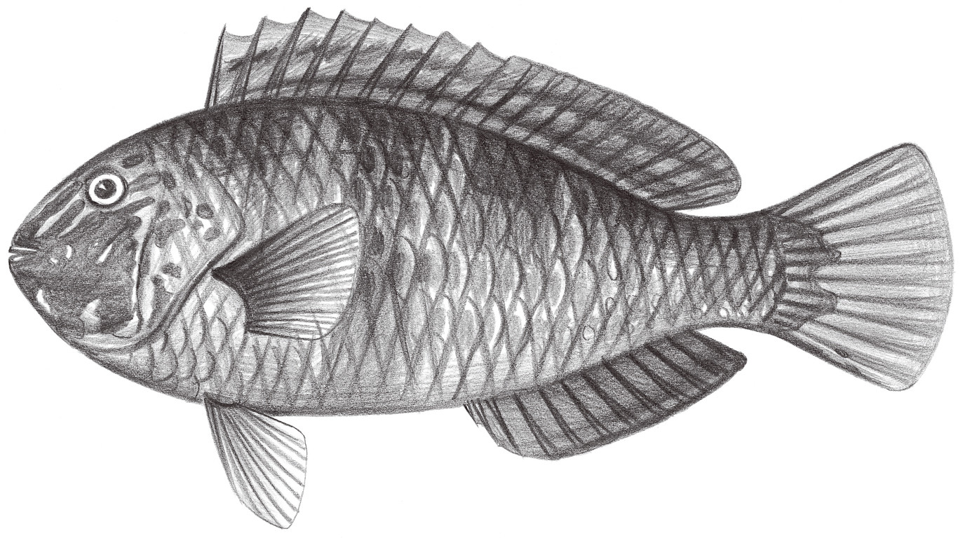 1853.	日本卡羅鸚嘴魚Calotomus japonicus (Valenciennes, 1840)