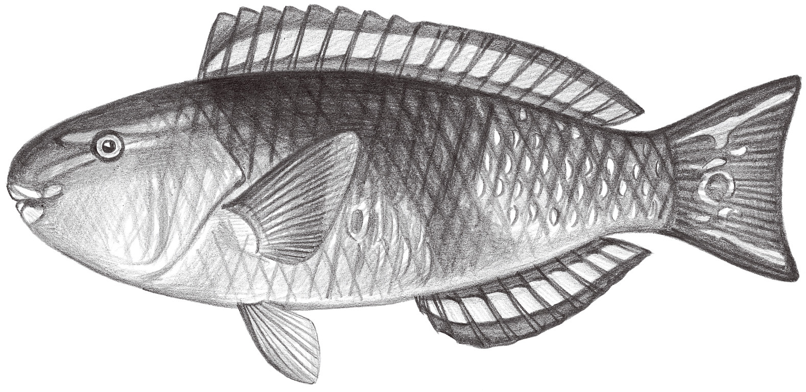 1857.	日本綠鸚嘴魚 Chlorurus japanensis (Bloch, 1789)