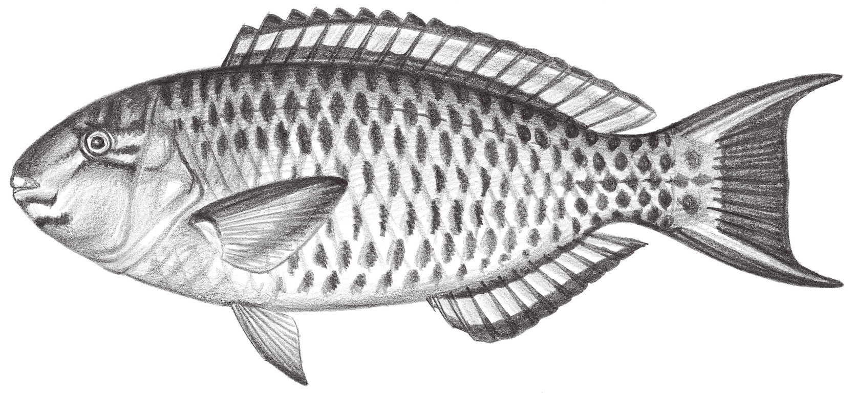 1870.	藍點鸚哥魚 Scarus ghobban Forsskål, 1775
