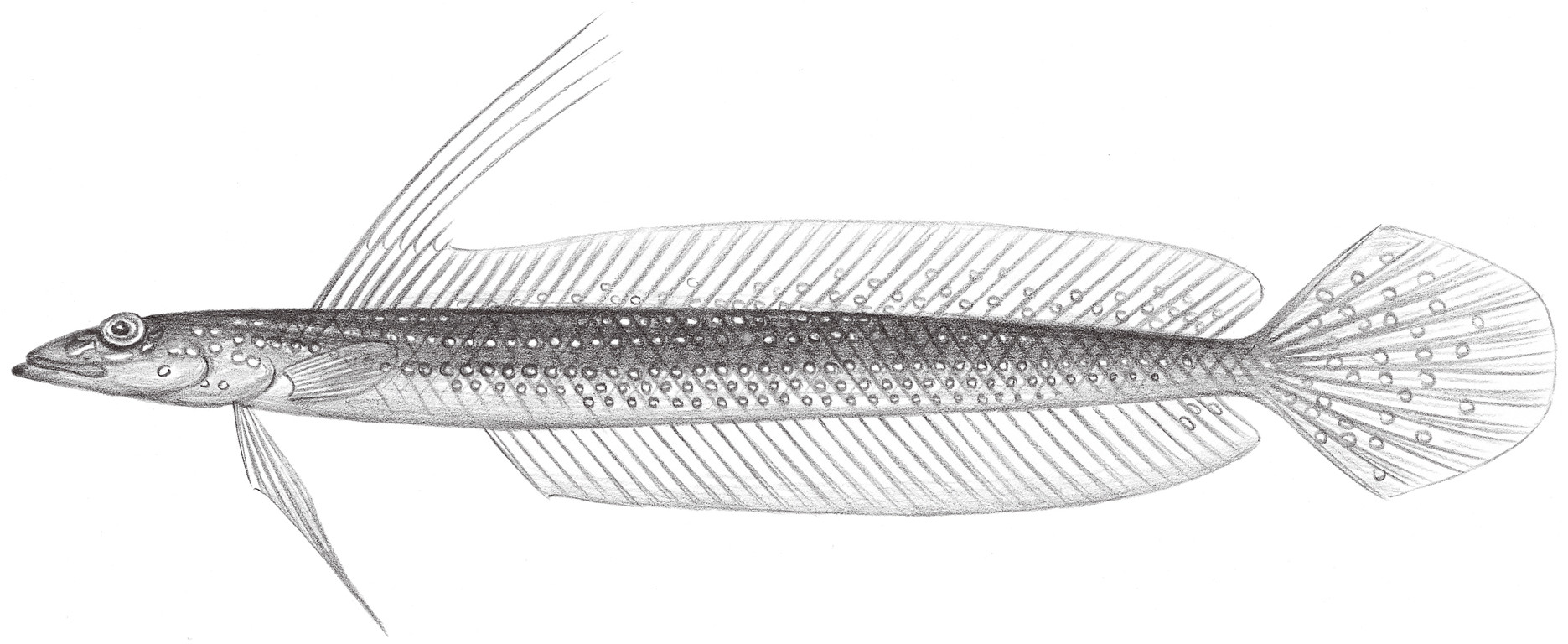 1885.	絲鰭鱚（斑絲背魚） Trichonotus setiger Bloch & Schneider, 1801