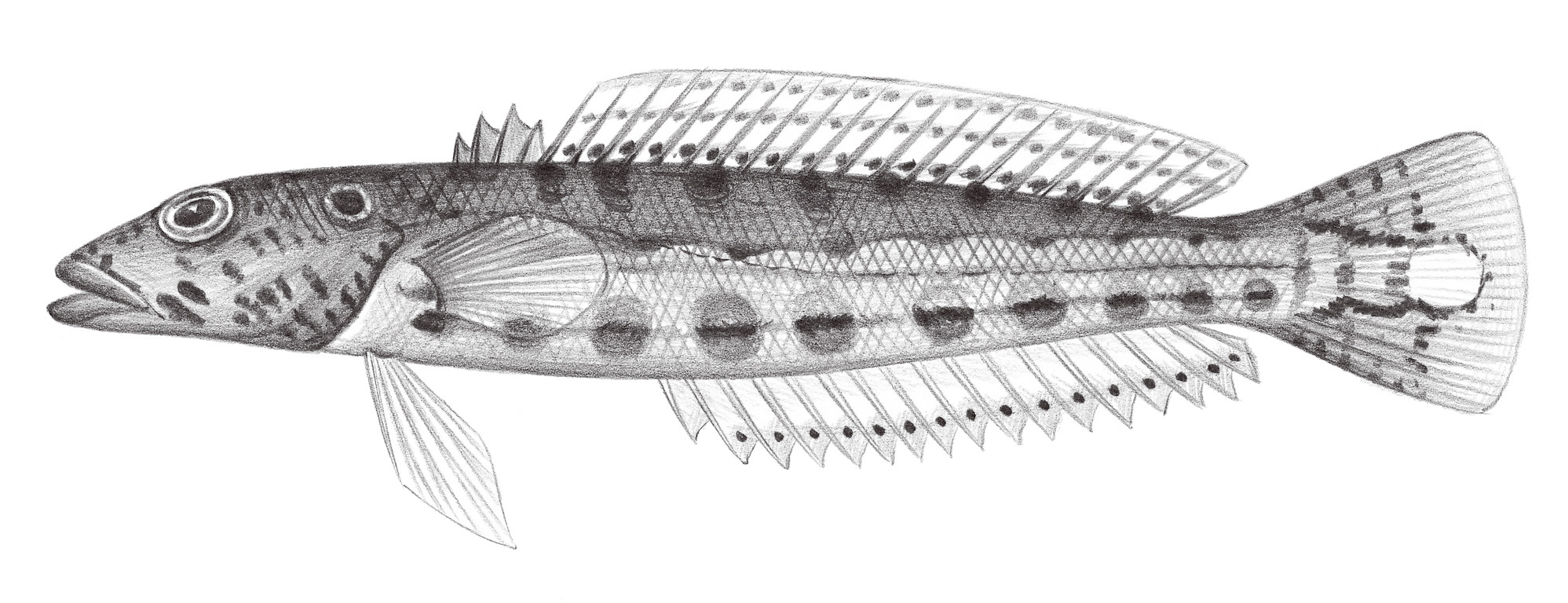 1888.	四斑擬鱸 Parapercis clathrata Ogilby, 1910