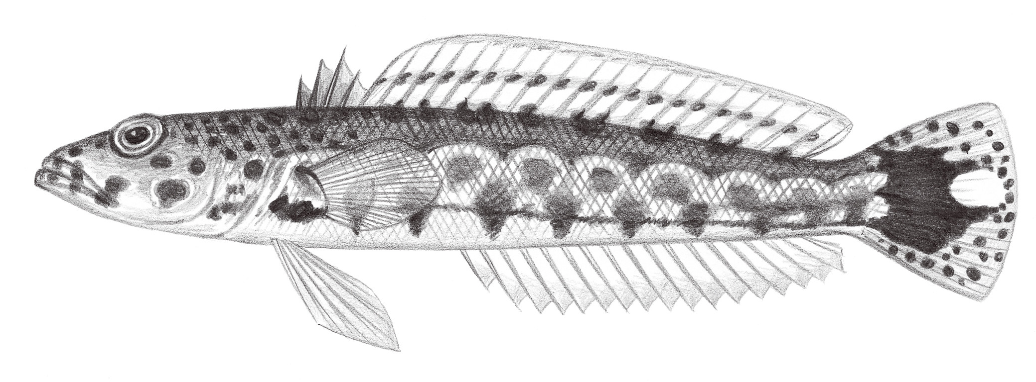 1894.	頭斑擬鱸 Parapercis millepunctata (Günther, 1860)