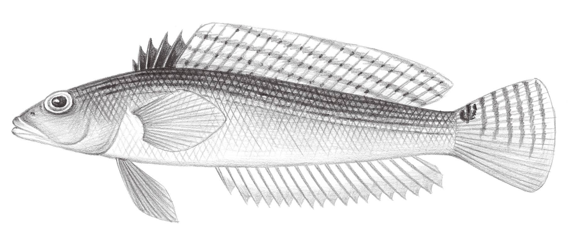 1895.	米馬擬鱸 Parapercis mimaseana (Kamohara, 1937)