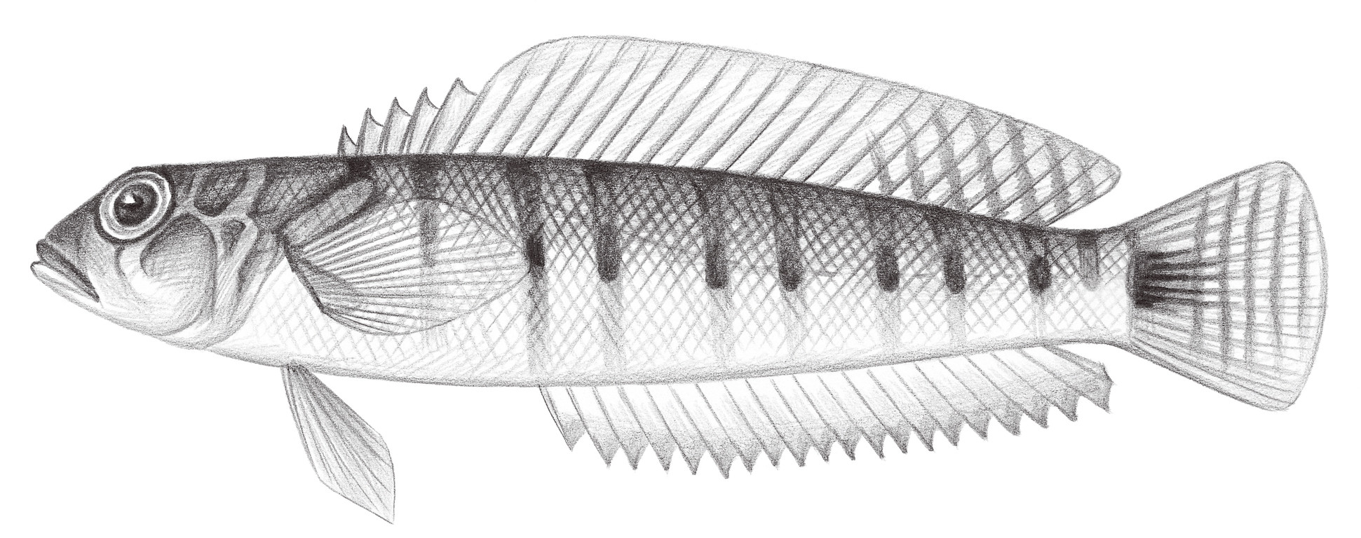 1896.	多橫帶擬鱸 Parapercis multifasciata Steindachner & Döderlein, 1884
