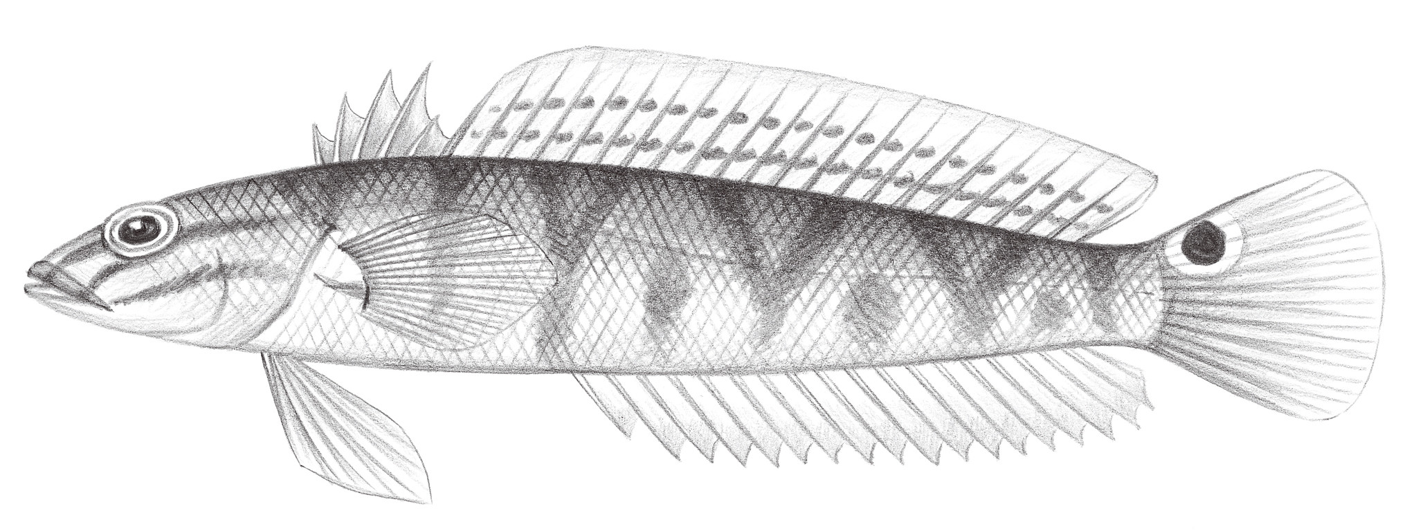 1899.	奧馬擬鱸 Parapercis ommatura Jordan & Snyder, 1902