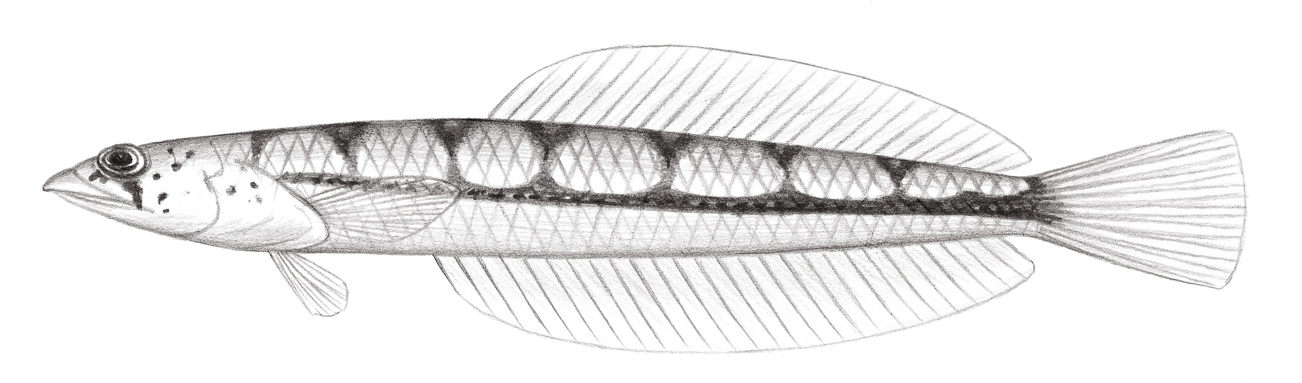1906.	縱帶沙鱚 Limnichthy fasciatus Waite, 1904