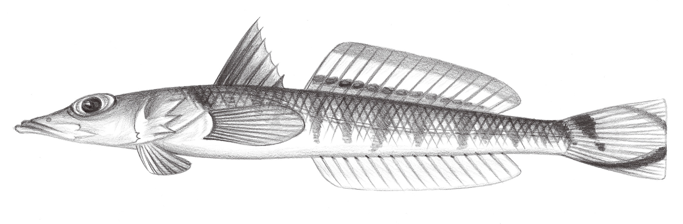 1909.	尾斑鰧狀魚 Bembrops caudimacula Steindachner, 1876