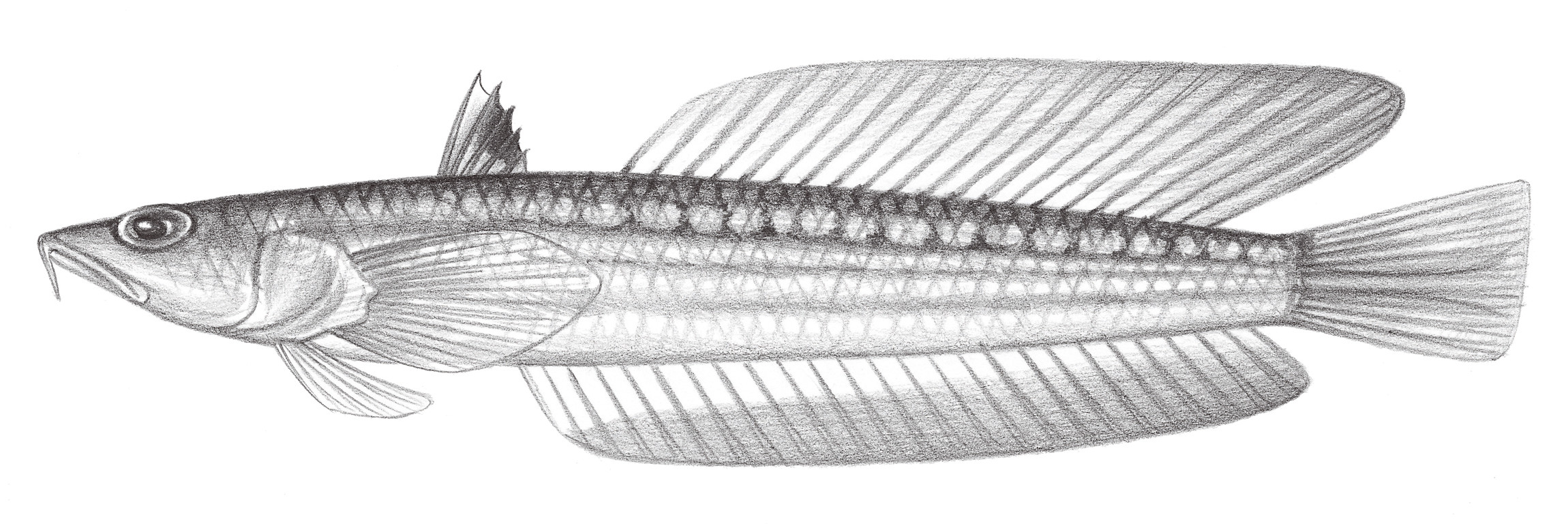barbatus OceanTag 學習網