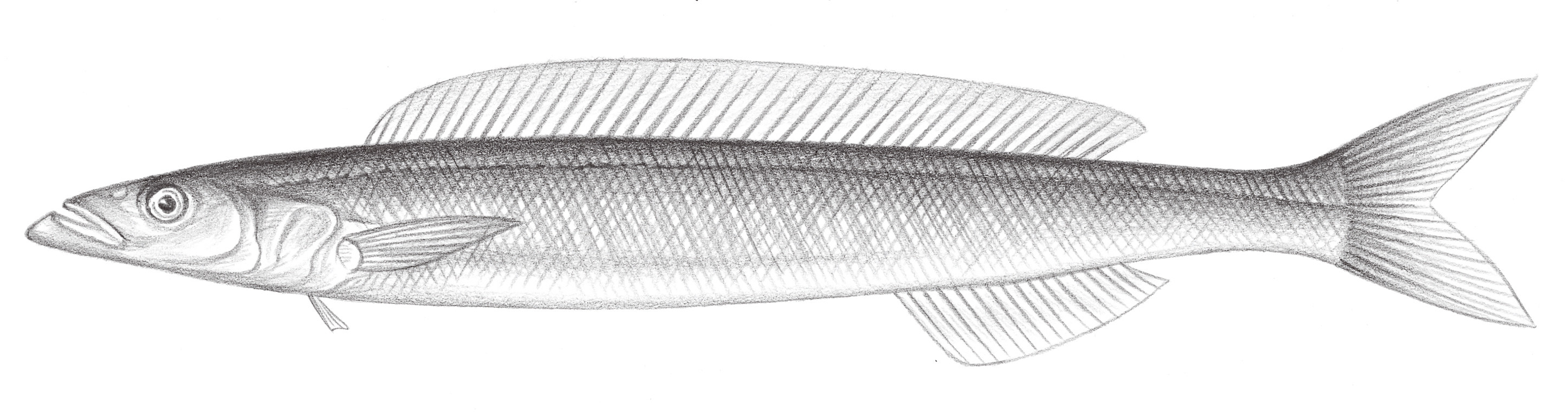 1915.	布氏玉筋魚 Bleekeria mitsukurii Jordan & Evermann, 1902
