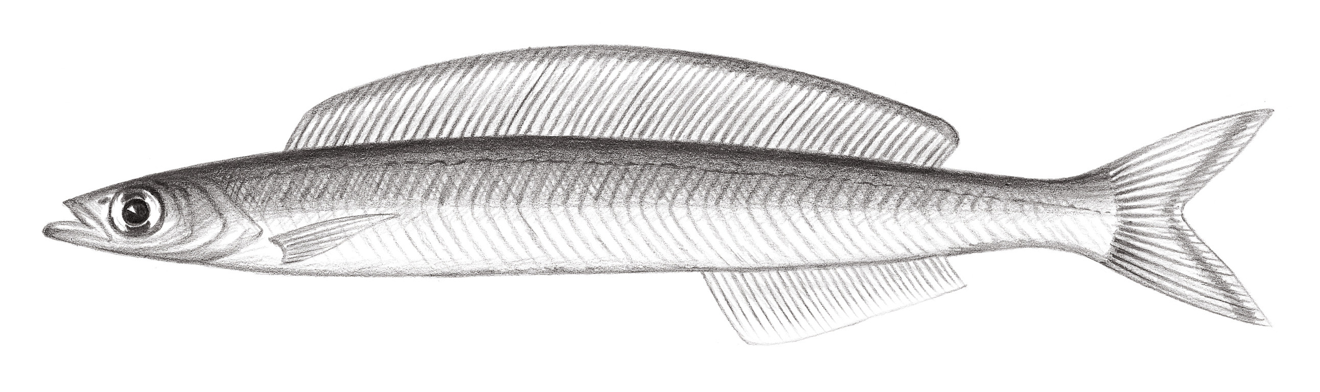 1916.	鰻形布氏玉筋魚 Bleekeria viridianguilla (Fowler, 1931)