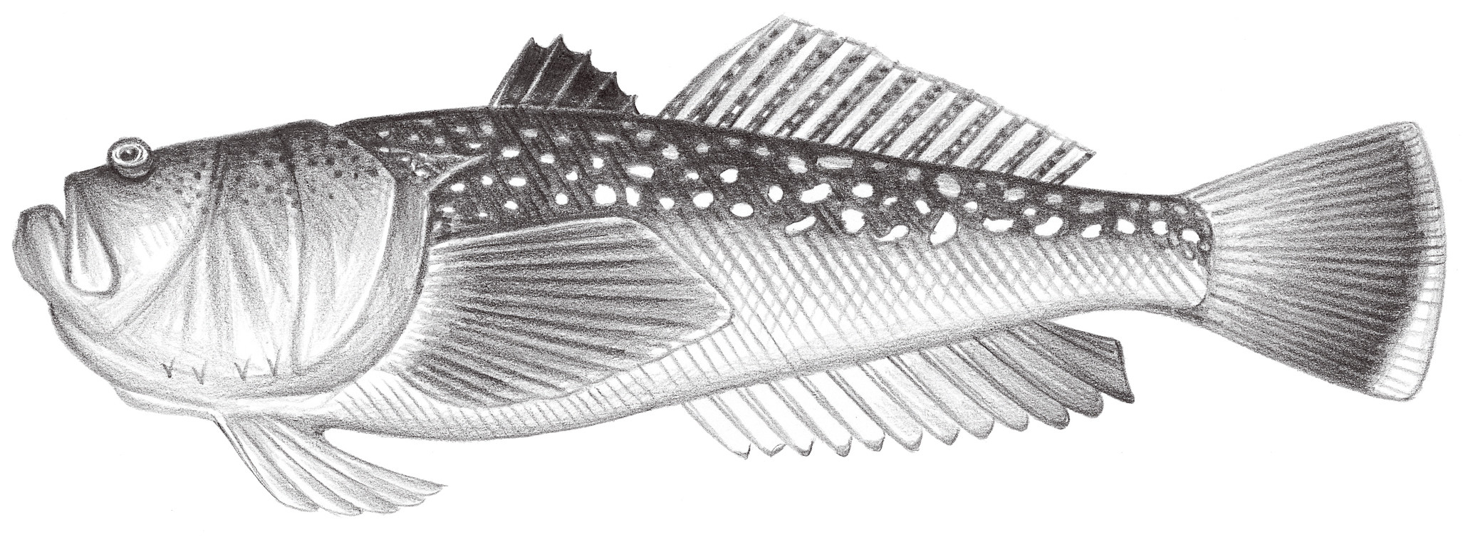 1920.	中華鰧 Uranoscopus chinensis Guichenot, 1882
