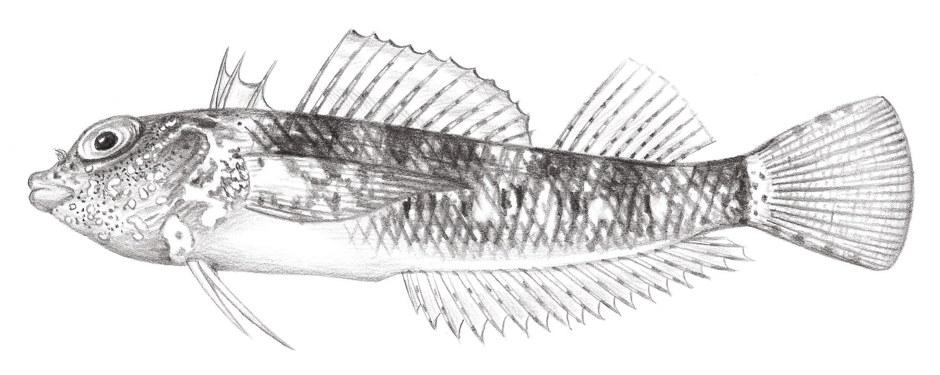 1928.	白點九鰭鳚 Enneapterygius leucopunctatus Shen & Wu, 1994