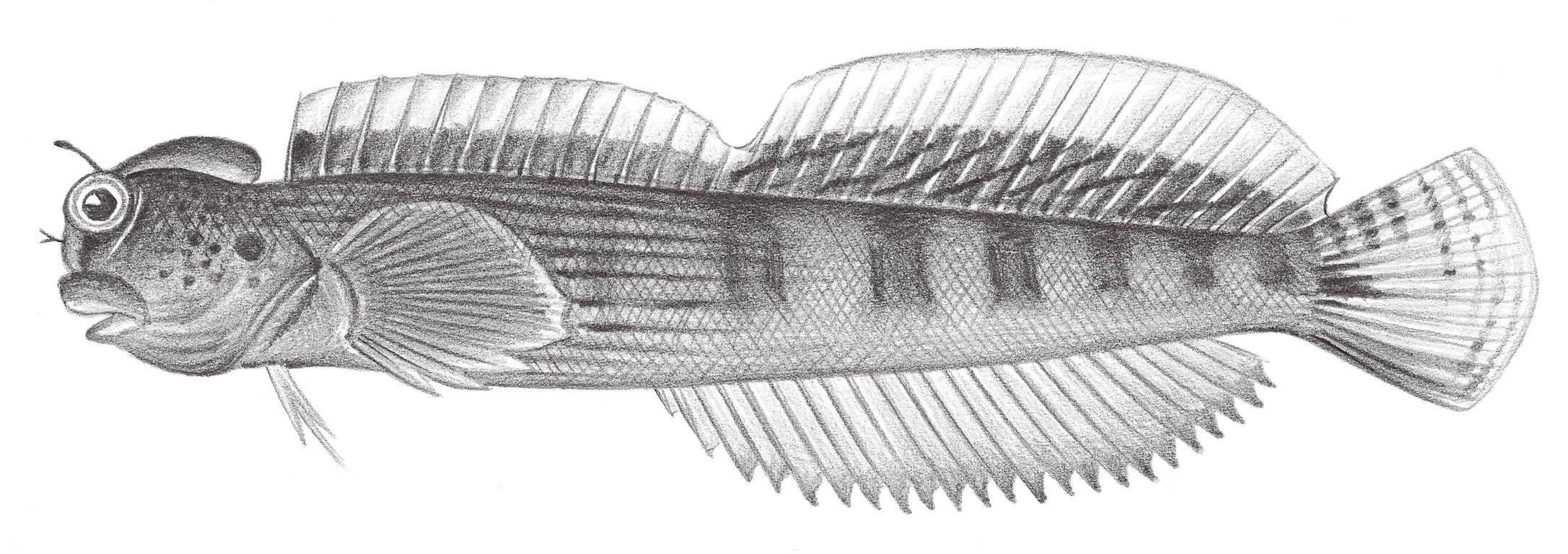 1946.	藍點動齒鳚 Blenniella cynostigma (Bleeker, 1849)
