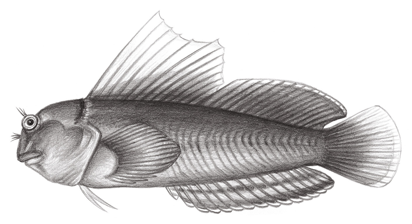 1949.	絲背穗肩鳚 Cirripectes filamentosus (Alleyne & Macleay, 1877)