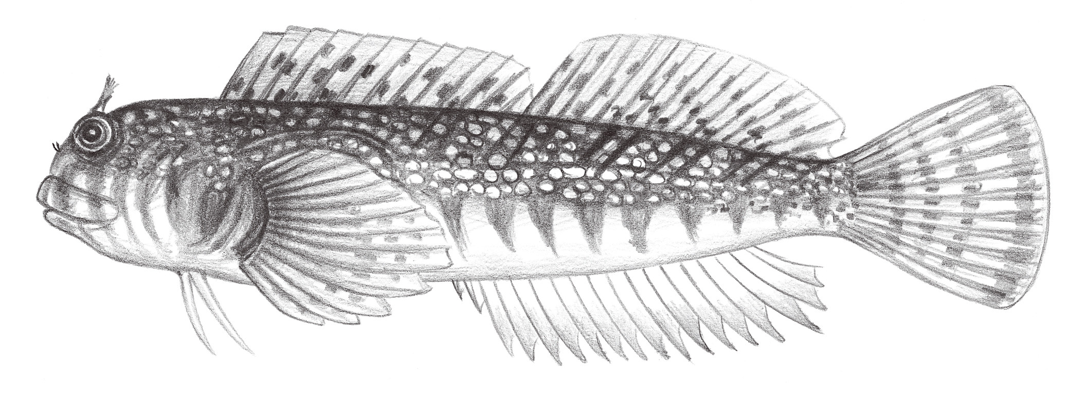 1966.	纓唇犁齒鳚 Entomacrodus epalzeocheilos (Bleeker, 1859)