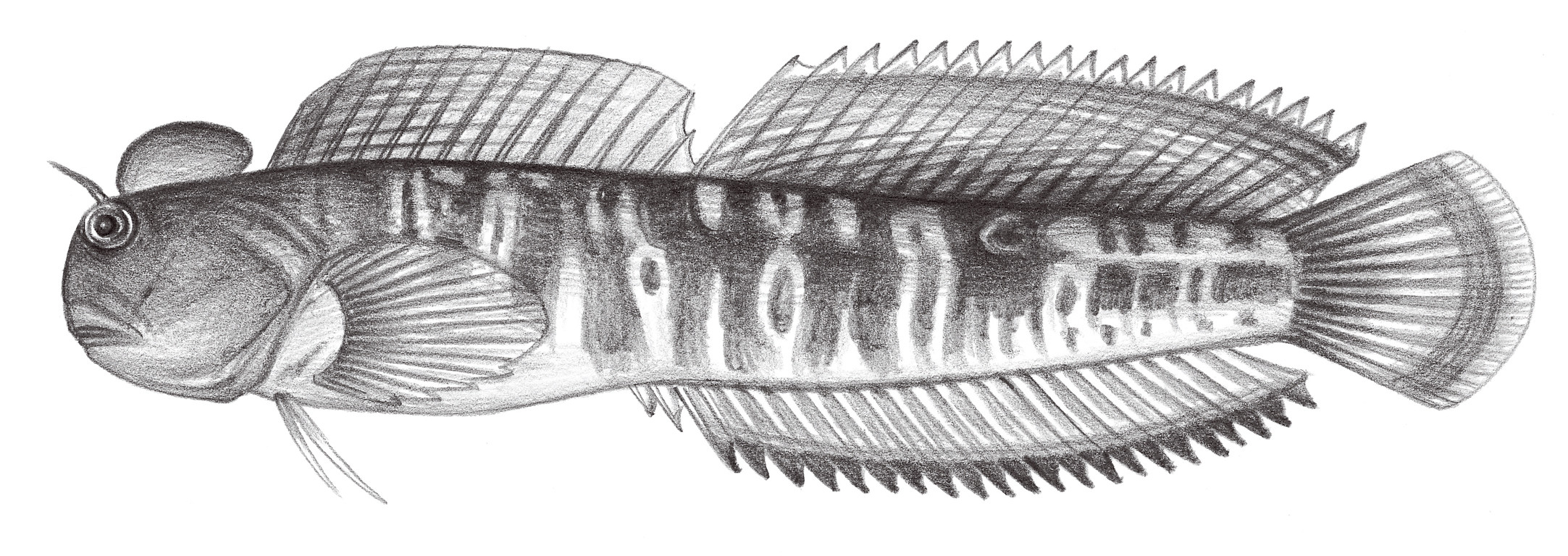 1972.	杜氏蛙鳚 Istiblennius dussumieri (Valenciennes, 1836)