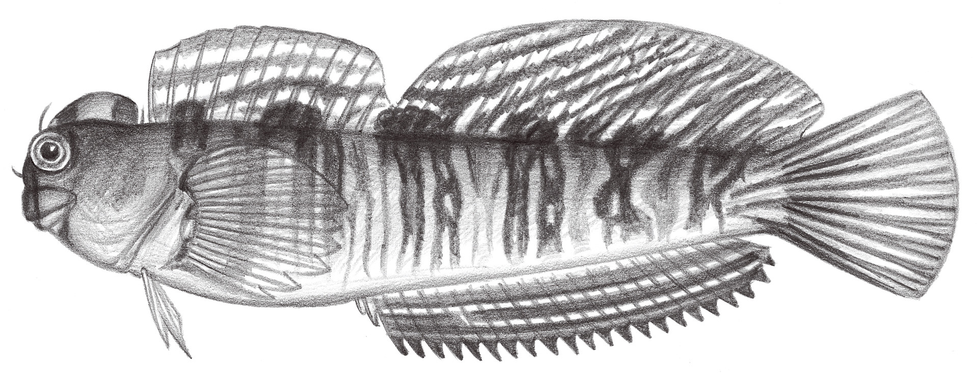 1973.	條紋蛙鳚 Istiblennius edentulus (Bloch & Schneider, 1801)
