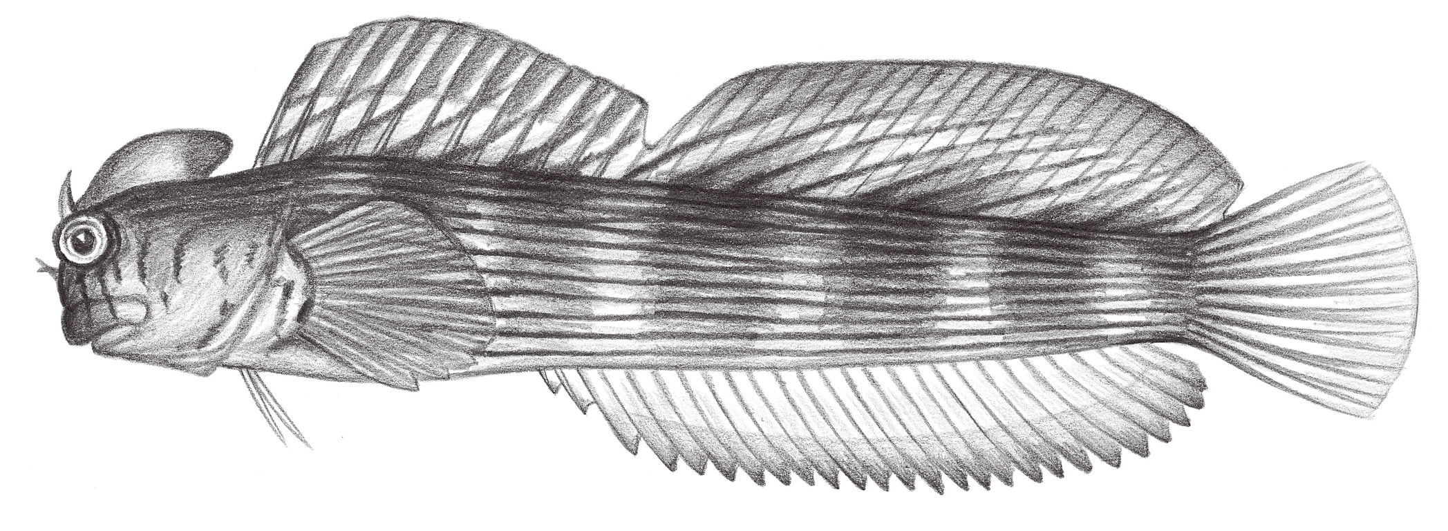 1975.	紋身蛙鳚 Istiblennius lineatus (Valenciennes, 1836)