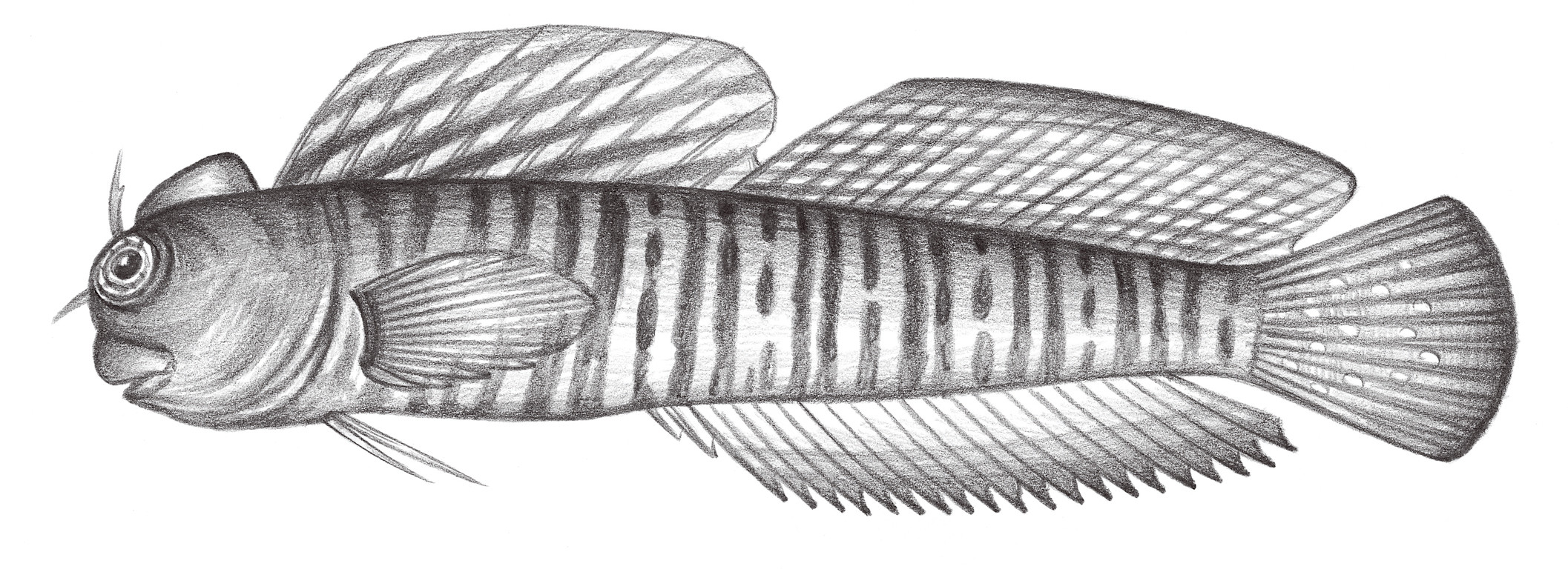 1976.	穆氏蛙鳚 Istiblennius muelleri (Klunzinger, 1879)