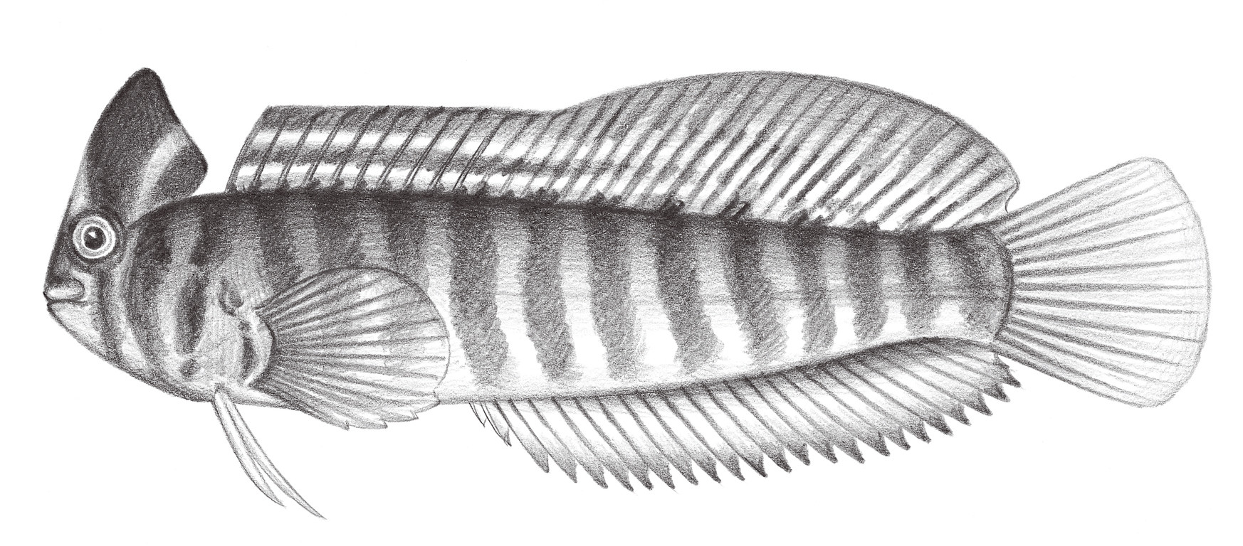 1981.	斑頭肩鰓鳚 Omobranchus fasciolaticeps (Richardson, 1846)