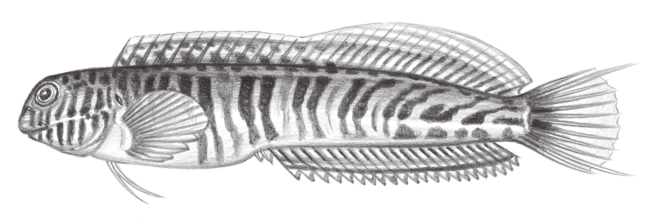1983.	吉氏肩鰓鳚 Omobranchus germaini (Sauvage, 1883)