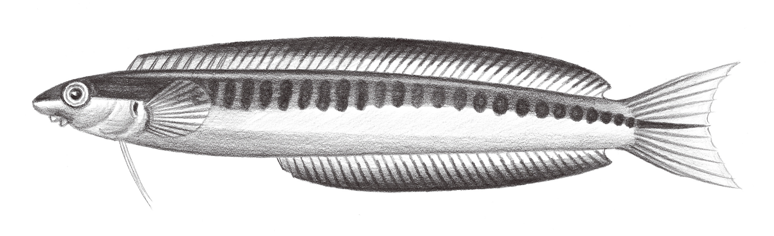 1993.	窄體橫口鳚 Plagiotremus tapeinosoma (Bleeker, 1857)