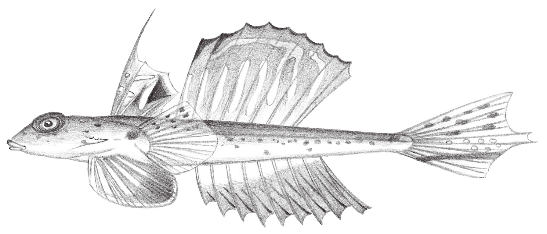 2011.	台灣深海 Bathycallionymus formosanus (Fricke, 1981)