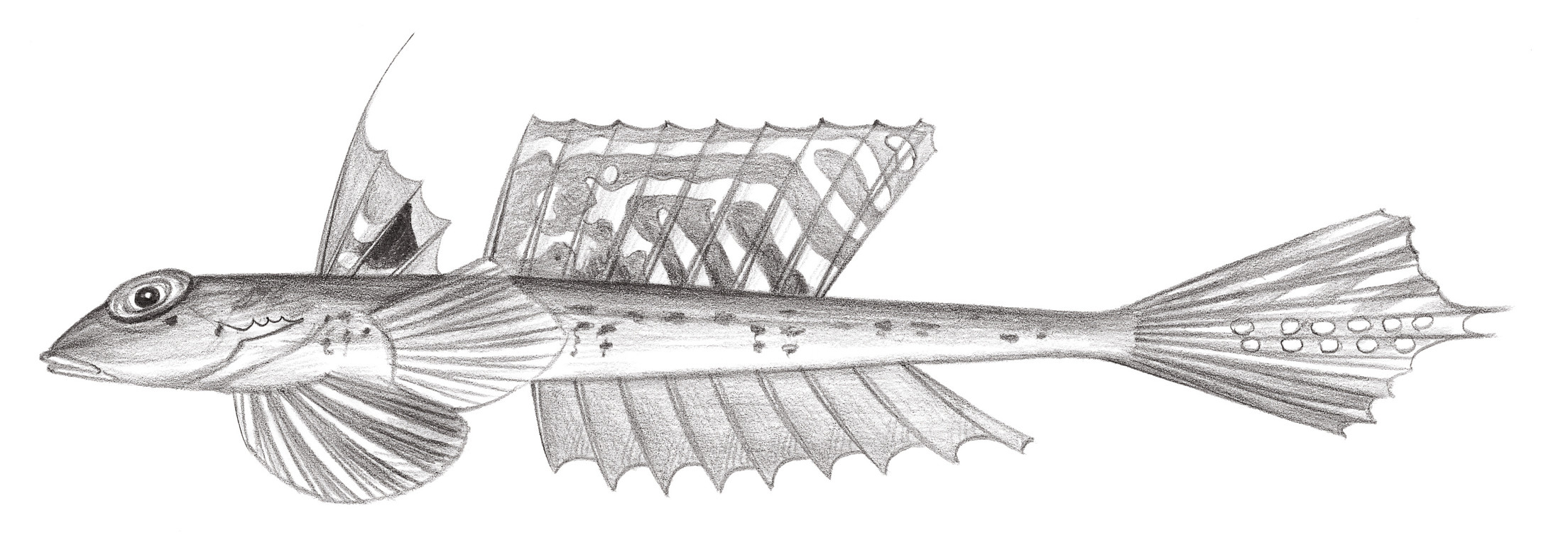 2012.	深海 Bathycallionymus kaianus (Günther, 1880)
