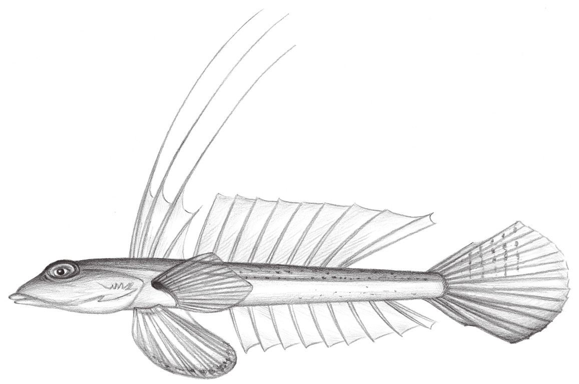 2016.	沙氏 Callionymus schaapii Bleeker, 1852