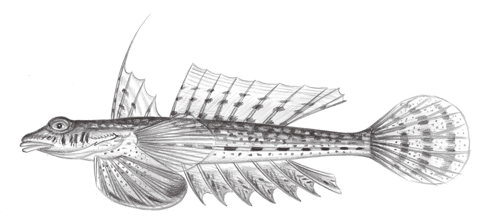 2023.	雙線 Diplogrammus xenicus (Jordan & Thompson, 1914)