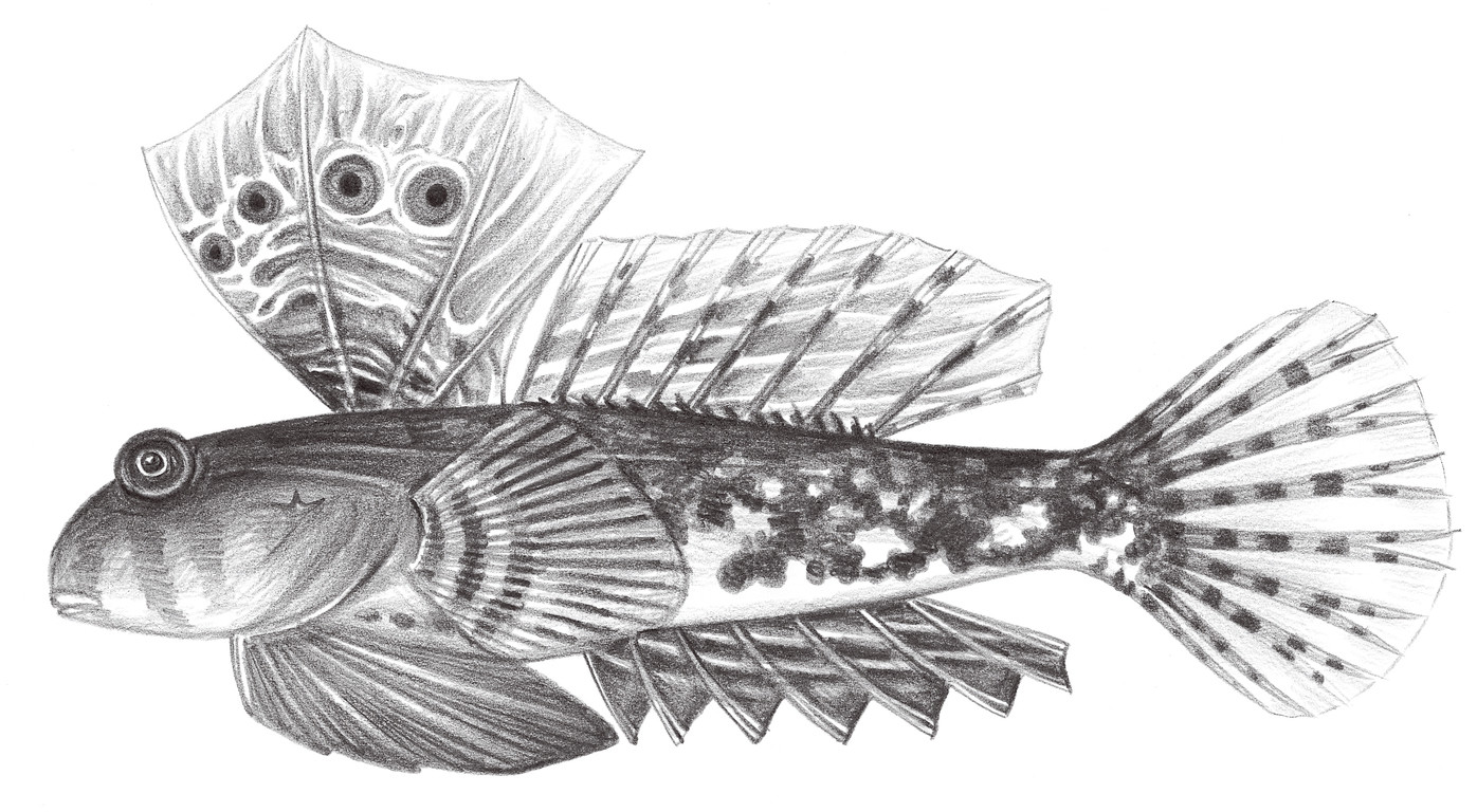 2026.	眼斑新連鰭 Neosynchiropus ocellatus (Pallas, 1770)
