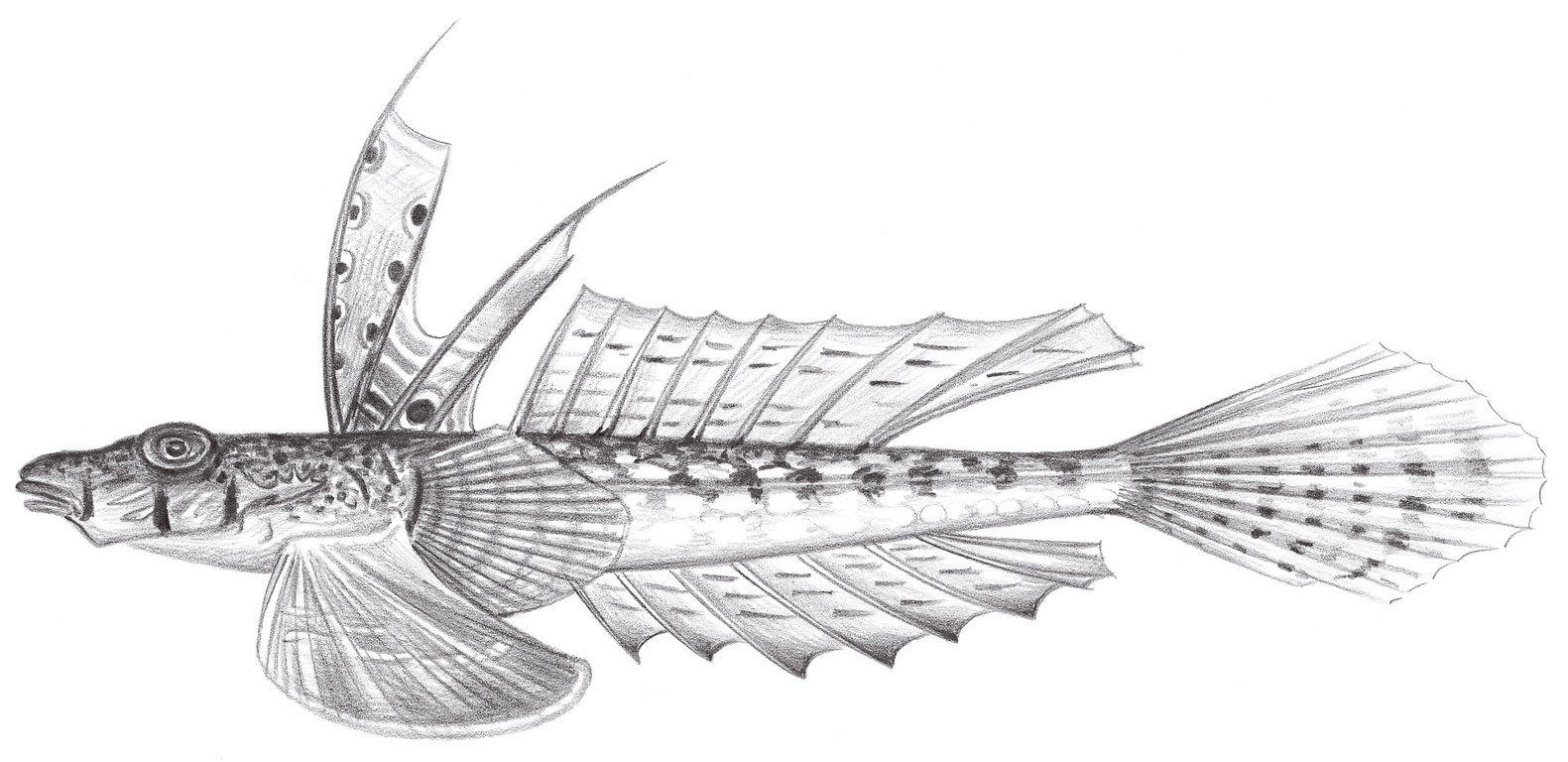 2028.	九棘擬雙線 Paradiplogrammus enneactis (Bleeker, 1879)