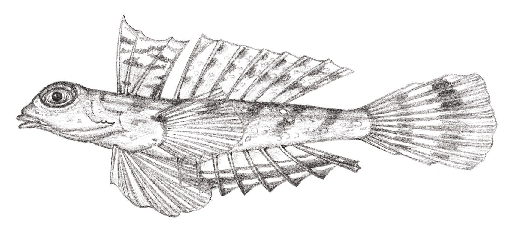2043.	側斑連鰭 Synchiropus lateralis (Richardson, 1844)