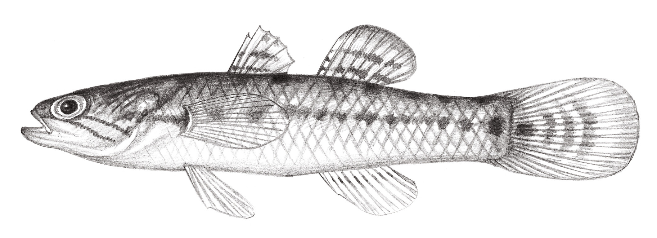 2058.	無孔蛇塘鱧 Ophieleotris aporos (Bleeker, 1854)