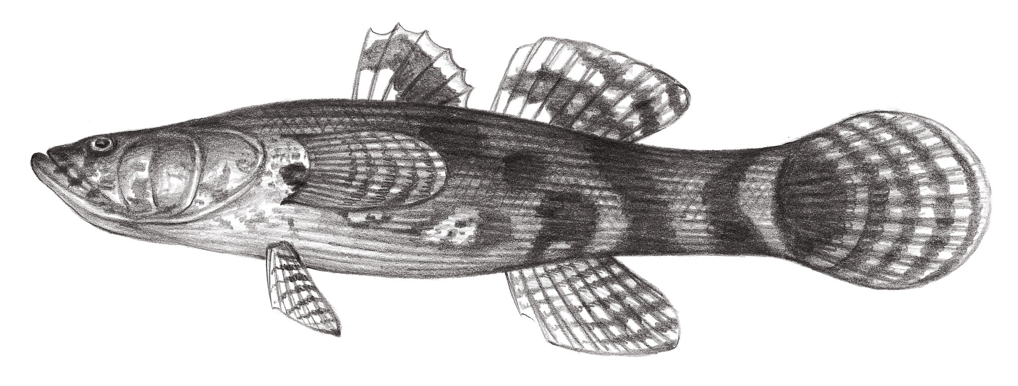 2060.	雲斑尖塘鱧 Oxyeleotris marmorata (Bleeker, 1852)