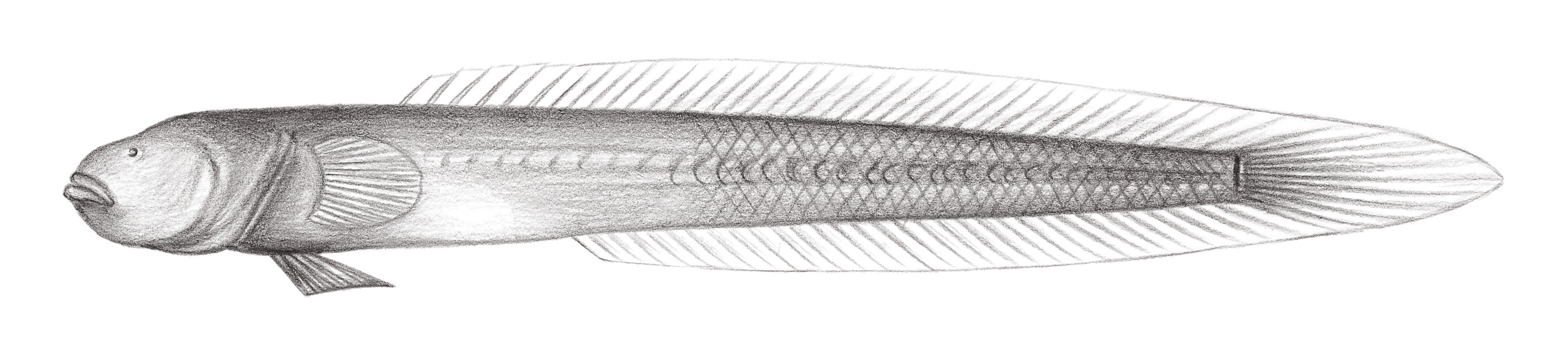 2062.	高體短鰻鰕虎 Brachyamblyopus anotus (Franz, 1910)