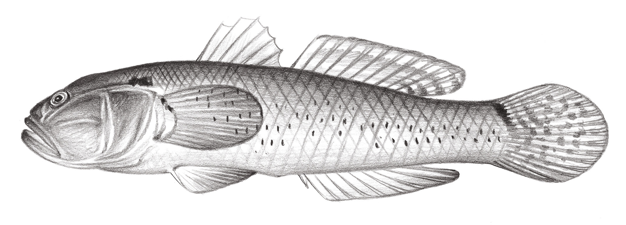2068.	綠斑細棘鰕虎 Acentrogobius chlorostigmatoides (Bleeker, 1849)