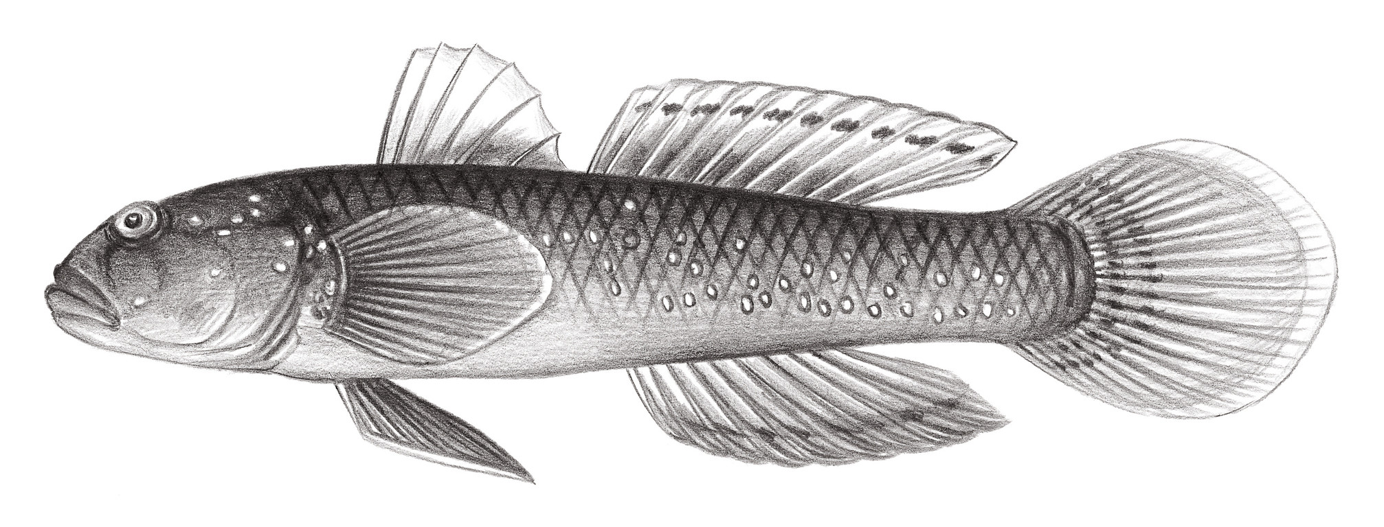 2071.	青斑細棘鰕虎 Acentrogobius viridipunctatus (Valenciennes, 1837)