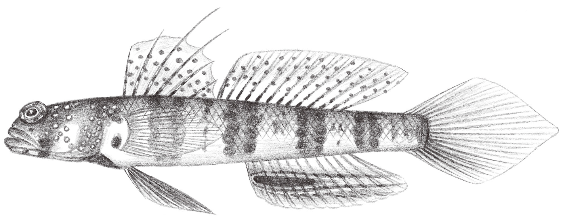 2077.	圍眶鈍塘鱧 Amblyeleotris periophthalma (Bleeker, 1853)