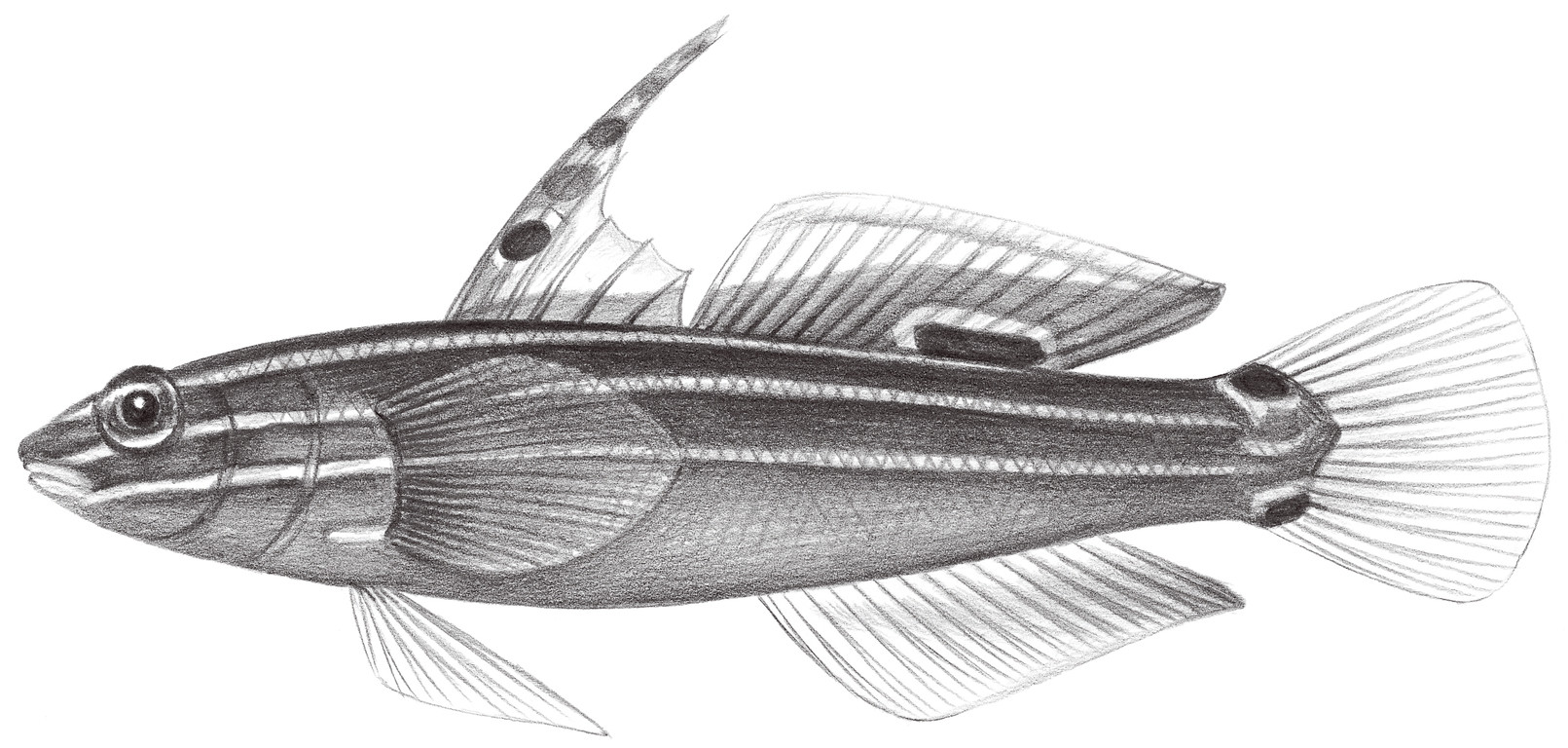 2082.	海氏鈍鰕虎 Amblygobius hectori (Smith, 1957)2082.	海氏鈍鰕虎 Amblygobius h