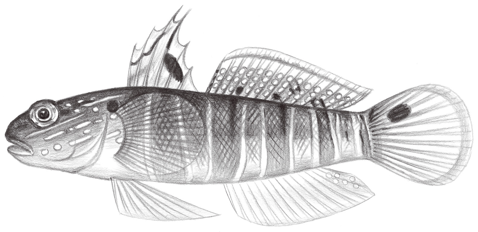 2084.	尾斑鈍鰕虎 Amblygobius phalaena (Valenciennes, 1837)