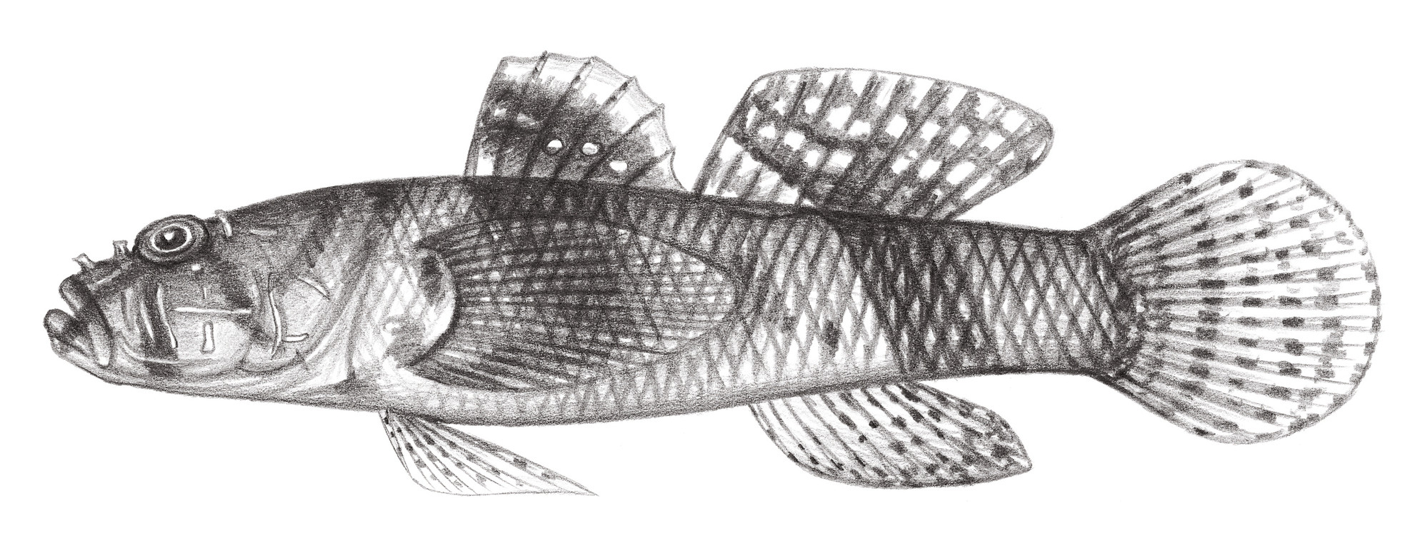 2103.	稜頭硬皮鰕虎 Callogobius sclateri (Steindachner, 1879)