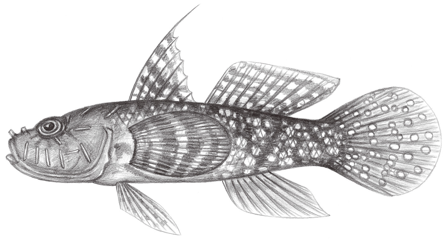 2104.	斑鰭硬皮鰕虎 Callogobius maculipinnis (Fowler, 1918)