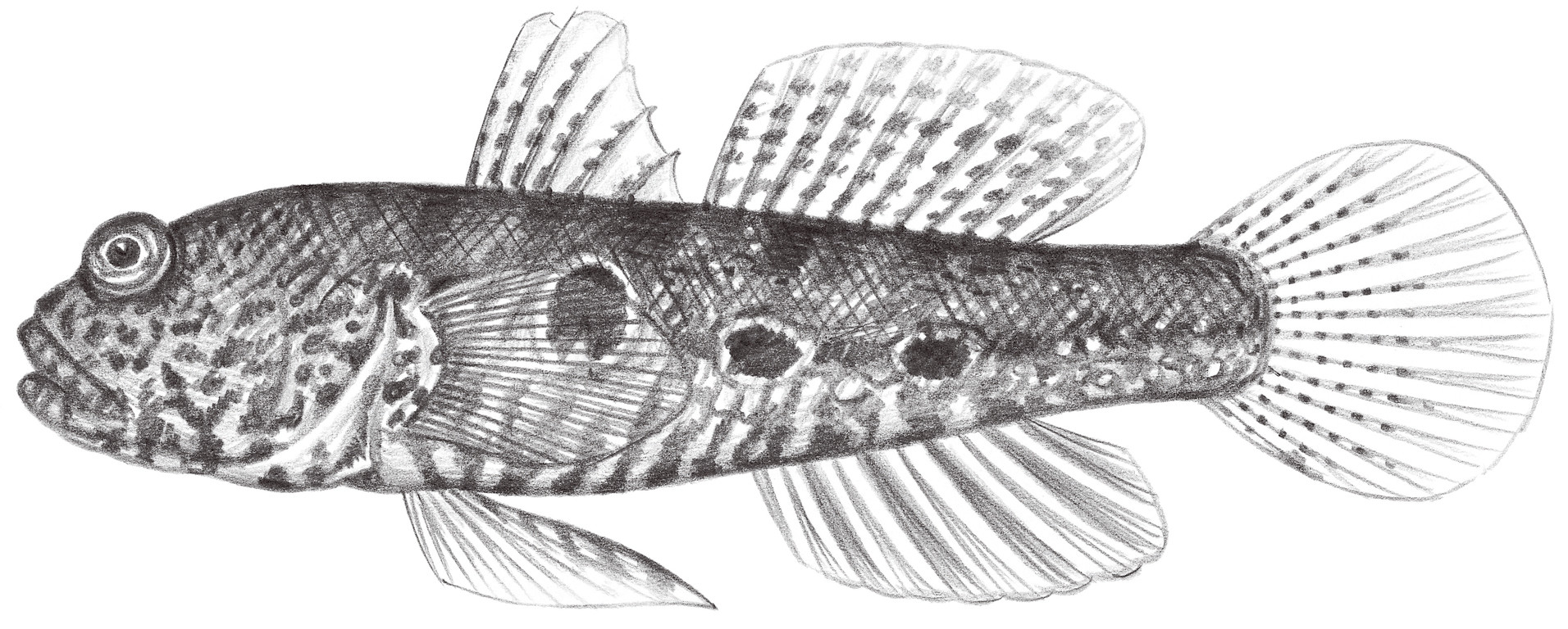 2111.	紋斑猴鯊 Cryptocentrus strigilliceps (Tordan & Seale, 1906)