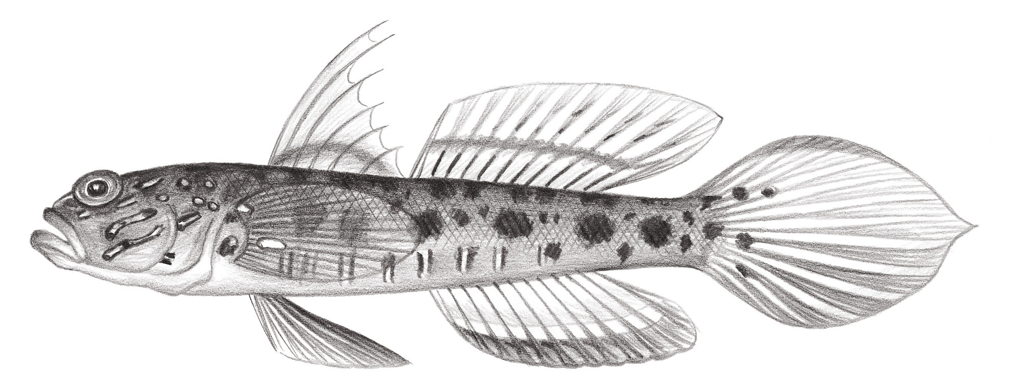 2113.	黃斑櫛鰕虎 Ctenogobips aurocingulus (Herre, 1935)