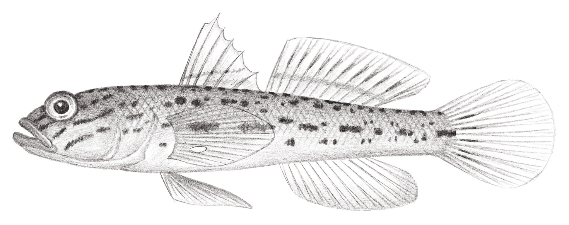 2114.	褐斑櫛鰕虎 Ctenogobips crocineus Smith, 1959
