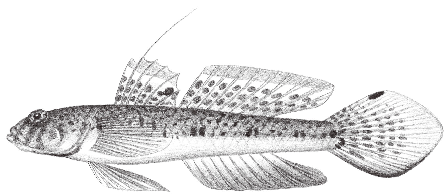 2133.	裸頂蜂巢鰕虎 Favonigobius gymnauchen (Bleeker, 1860)