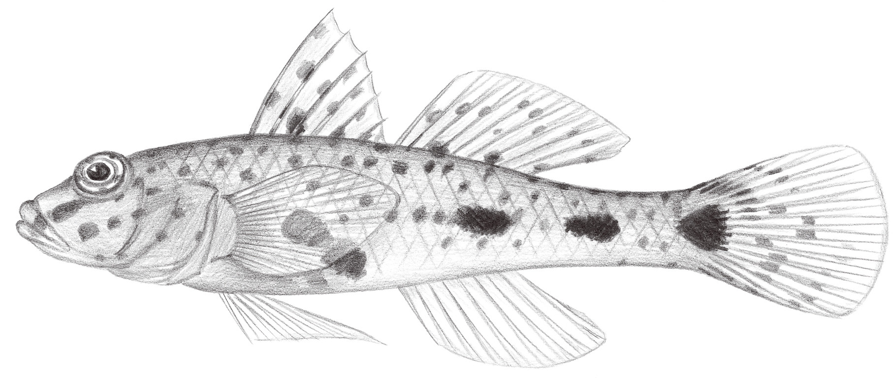 2136.	長棘紡錘鰕虎 Fusigobius longispinus Goren, 1978