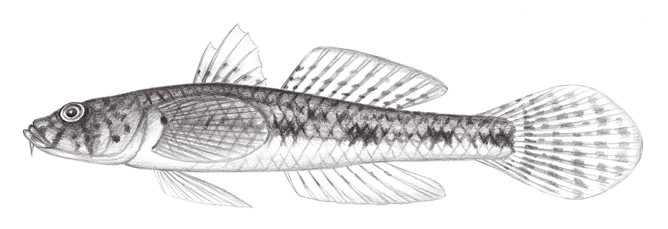 2140.	雙鬚舌鰕虎 Glossogobius bicirrhosus (Weber, 1894)