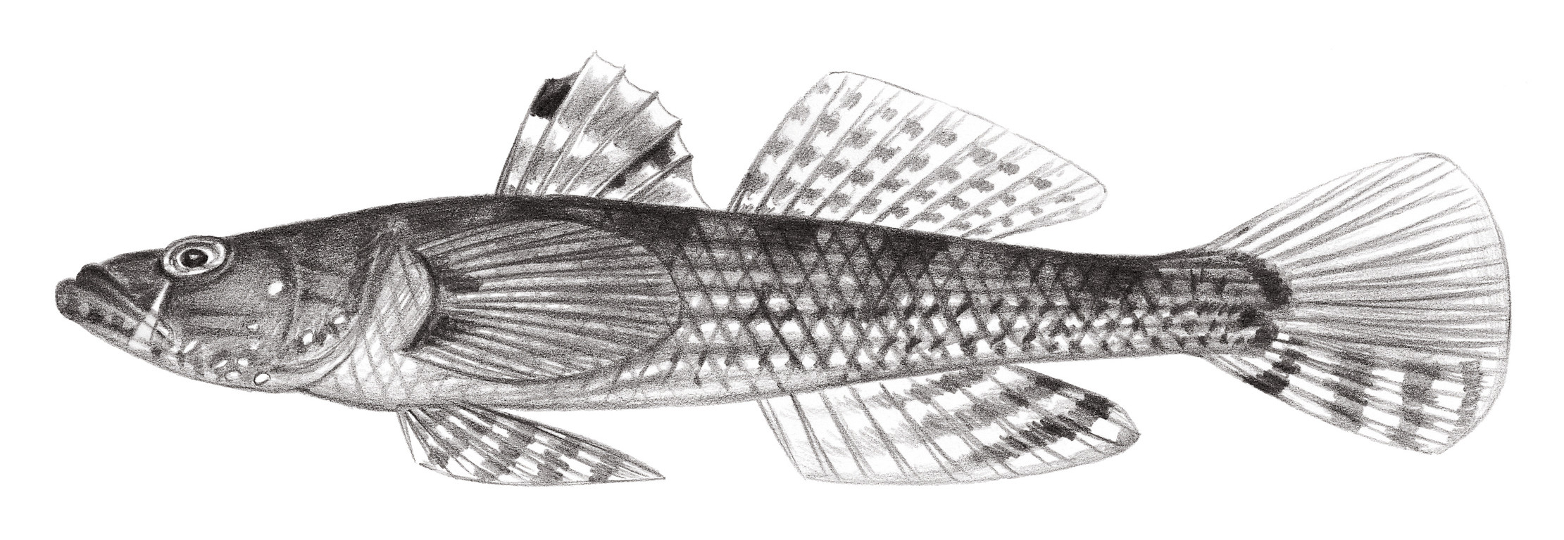 2141.	雙斑舌鰕虎 Glossogobius biocellatus (Valenciennes, 1837)
